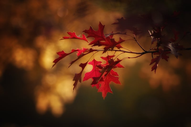 Fall Garden
