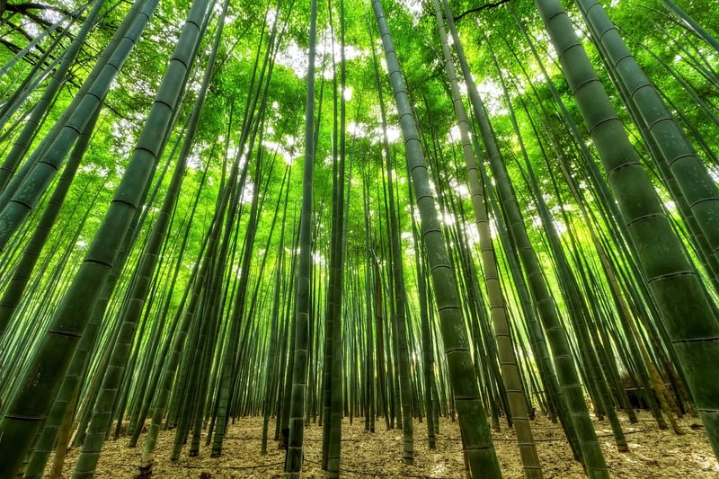 Bamboo Teepee Trellis