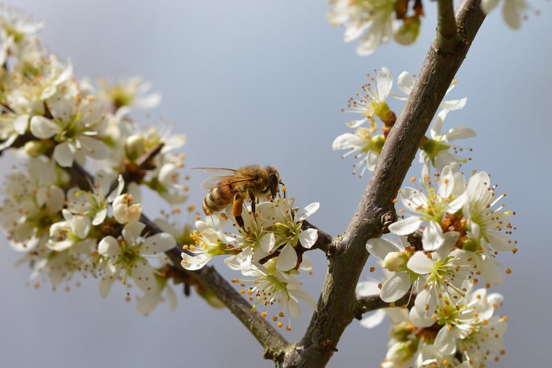 Bee-Friendly Garden