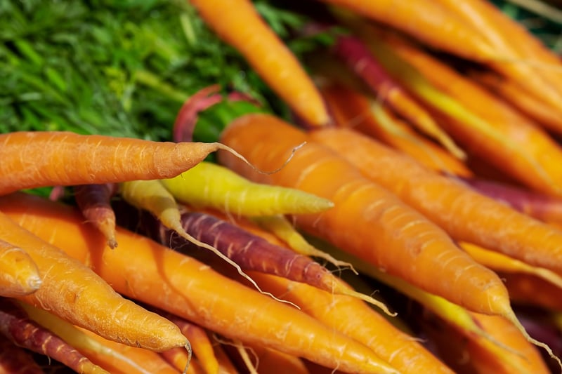 Harvesting Carrots in Fall