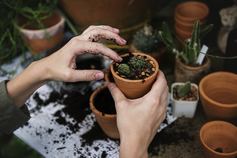 Summer Garden Care
