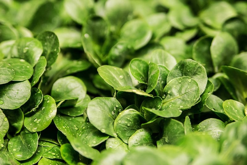 Lettuce in Spring