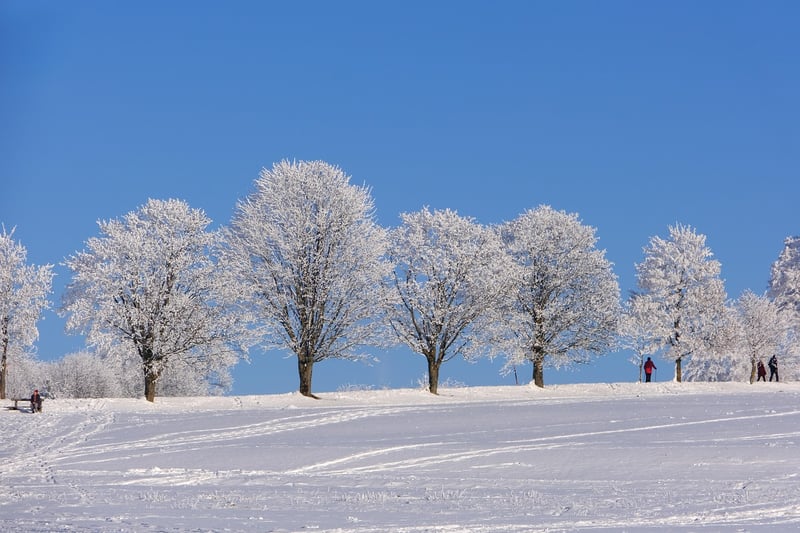 Winter Garden Planning